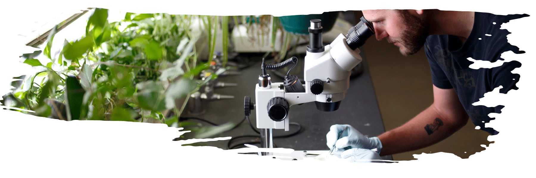 student looking into a microscope in a greenhouse